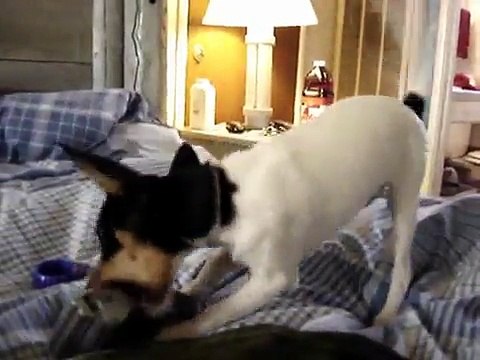 Rat Terrier meets German Shepherd