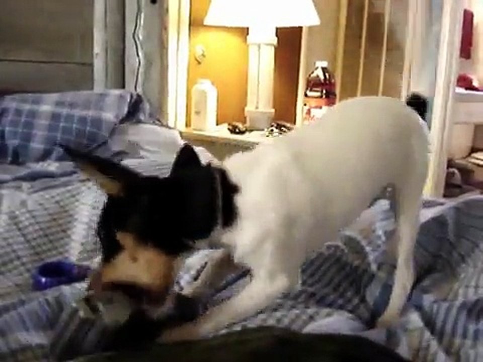 Rat Terrier meets German Shepherd