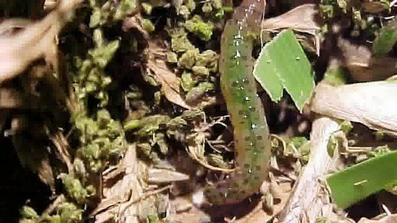 Army worm eradication by Daleys Turf Australia.