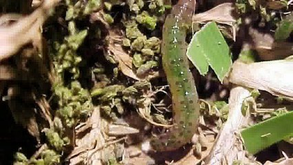 Army worm eradication by Daleys Turf Australia.