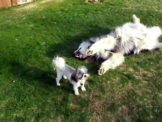 Killer Shihtzu  attacking Malamute