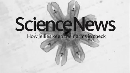 How jellies keep their arms in check | Science News
