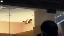 The boar broke into the store through the roof