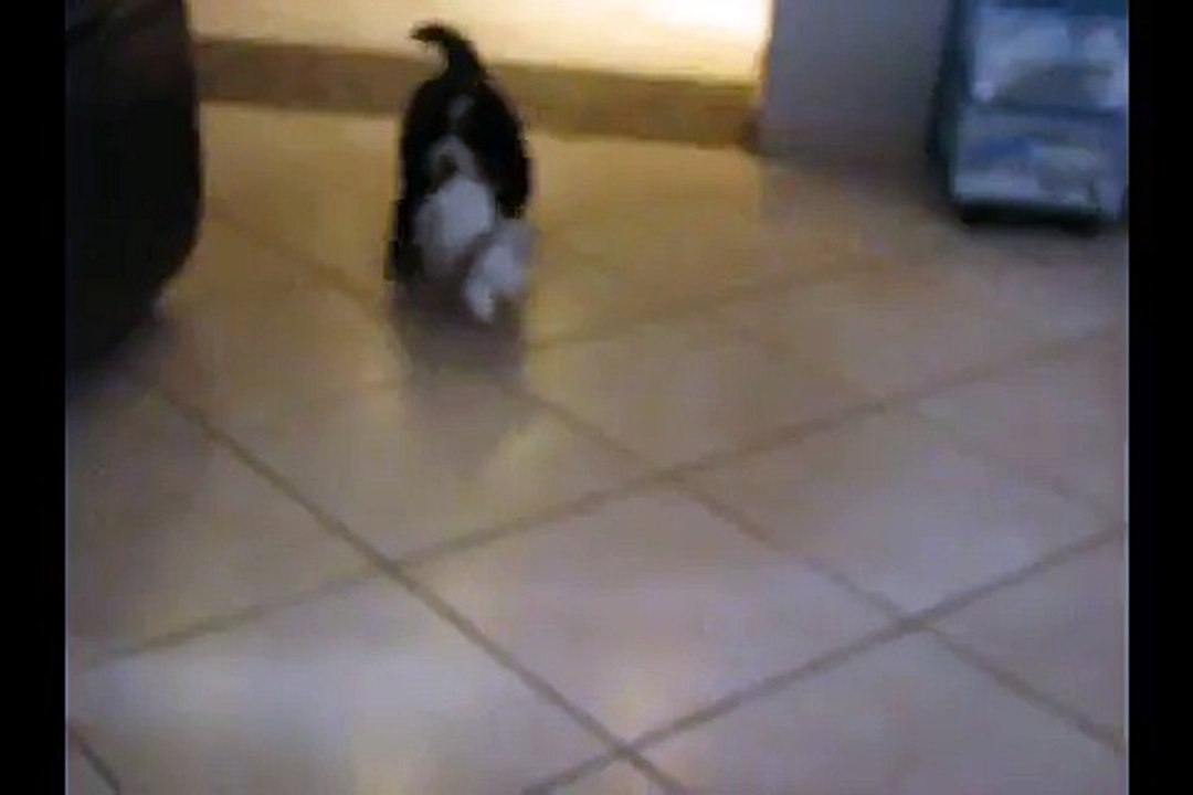 Portée Miss x Blackfoot juin 2015 6 semaines