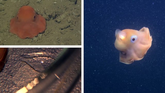 Des calamars et pieuvres trop mignons!