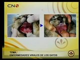 Enfermedades virales en gatos