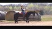 SOLD - AQHA Chipped In Chocolate Gelding - For Sale