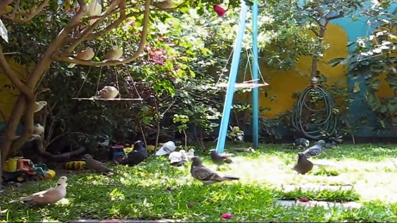 Albergue de aves"Divino Niño Jesus"Un pequeño paraiso para las aves de Dios