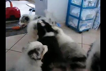 Portée Spencie x Green Day 7 semaines