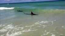 Des requins nagent à quelques mètres d'une plage en Floride