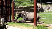 National Zoo, Washington DC; Kandula