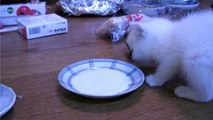 鳴き声が可愛い♪ 白猫ユキ White cat Yuki cute meowing
