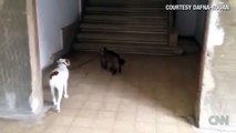 Distraction: Cat walks dog