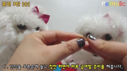 [강아지 훈련] 제3탄 - 손