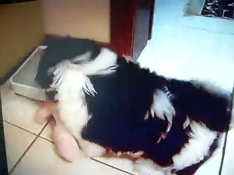 Kodah...Shih Tzu...Dança do Creu