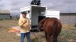 More Horse Trailer Loading - Special Horse Trailer Secrets for $19.95 - Rick Gore Horsemanship