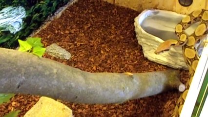 Boa Constrictor imperator feeding (Boa vs. Rat) in HD