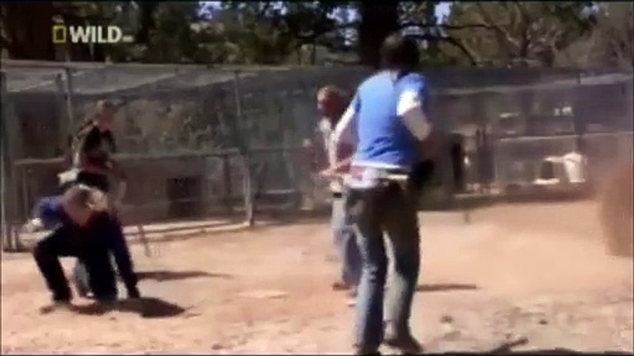 Wild bear ate his owner alive