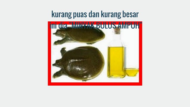 Hp 085356639654 | BBM 576cf10c | jual minyak bulus asli untuk pria dan payudara wanita