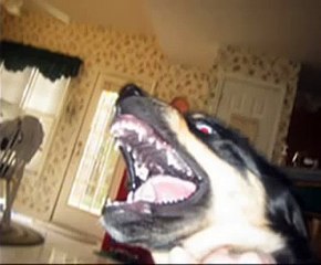 Rottweiler Husky mix tribute