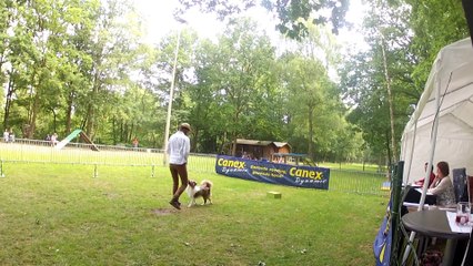 Maori - 1 an, 10 mois - Brevet Kapellen