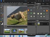 How to Crop Photos Using Photoshop Elements 10