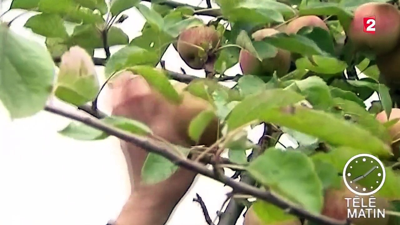 Les pommes seraient chargées de pesticides