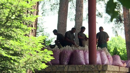 Rosige Aussichten für Bulgariens Rosenölindustrie