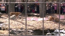 Three Amur Tigers Celebrate their first Birthday at the Calgary Zoo