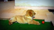 Cucciolo di Labrador Kira di 2 mesi: Labrador puppy