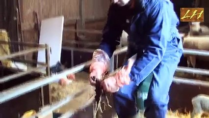 Hygiëne tijdens de geboorte van een lam