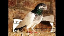 Sialkoti Pigeon Breeds - UAETIPPLERS PRESENTATION