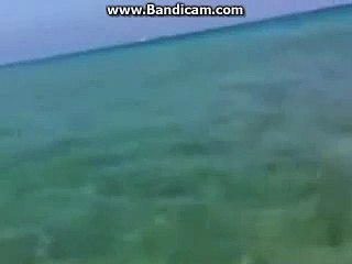 ‫خروج سمكة قرش على بحر تونس والناس فرحانين‬‎