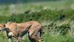 Cheetah Animals Documentary Cheetah, Max Speed Power National Geographic