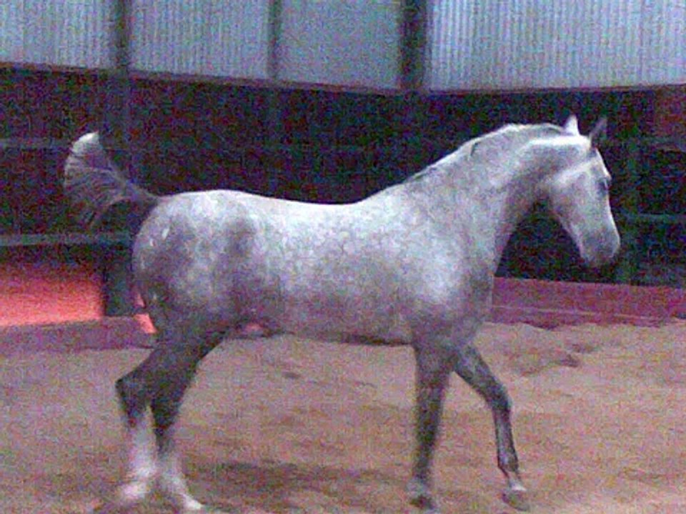 VIDEO DE CABALLOS Y ACOSO Y DERRIBO