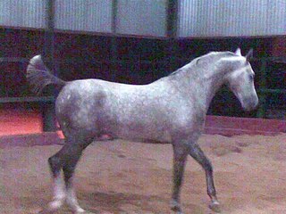 VIDEO DE CABALLOS Y ACOSO Y DERRIBO