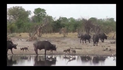 chiens sauvages attaquent un buffle