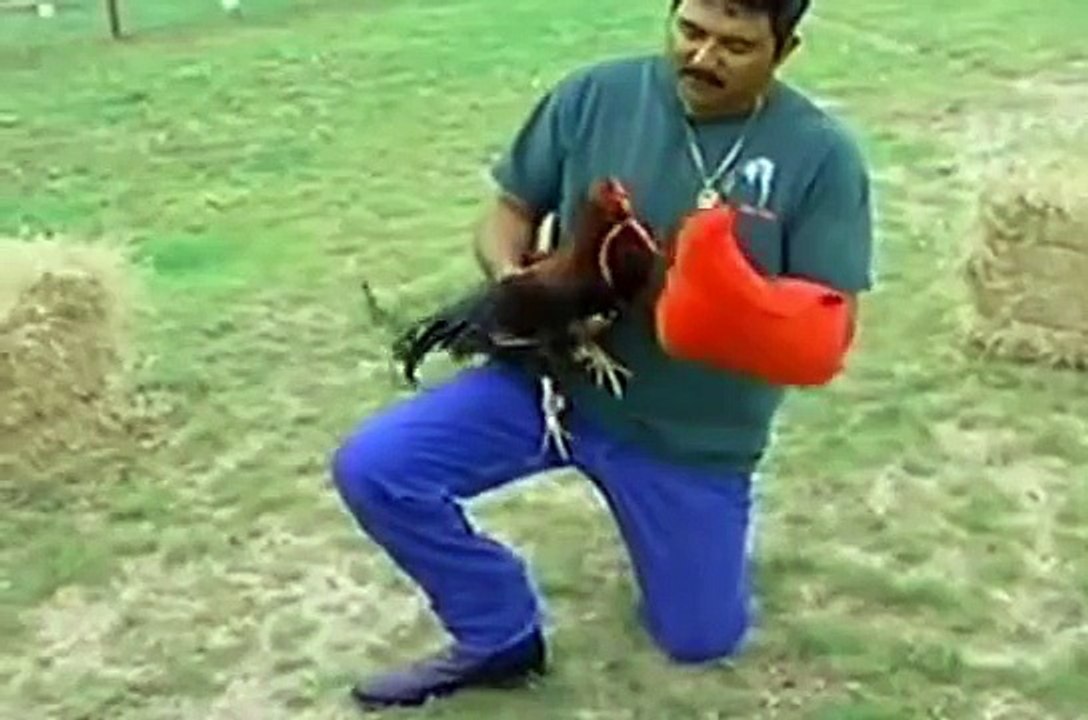GALLOS FINOS DE PELEA 'Truco para hacer capotear a un gallo'