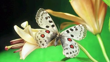 Debbie Reynolds - " Tammy "