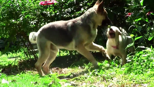 German Sheperd vs Yellow lab puppy