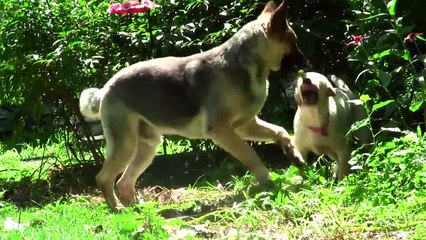 German Sheperd vs Yellow lab puppy