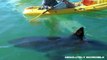 When SHARKS ATTACK! Multiple REAL SHARK ATTACKS caught on camera! (AMAZING WILDLIFE video!)