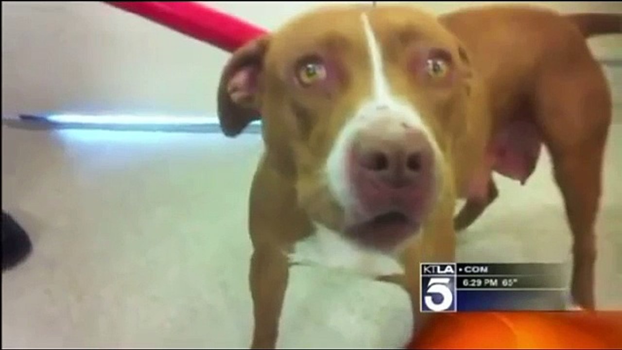 pit bull attack old woman, owner said his pit bull is very friendly dog