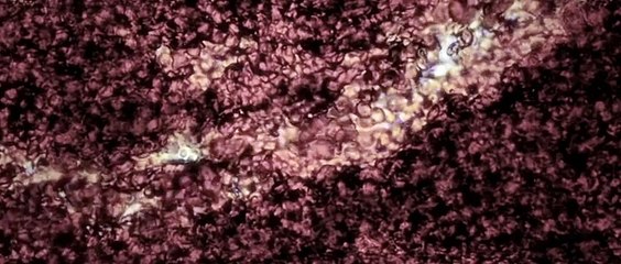 Closer to God Trailer #2