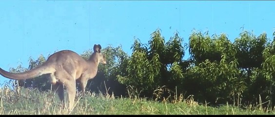 After Effects Project Files - Around The World - VideoHive 9278523