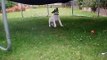 Pitbull x Staffy angry at Trampoline