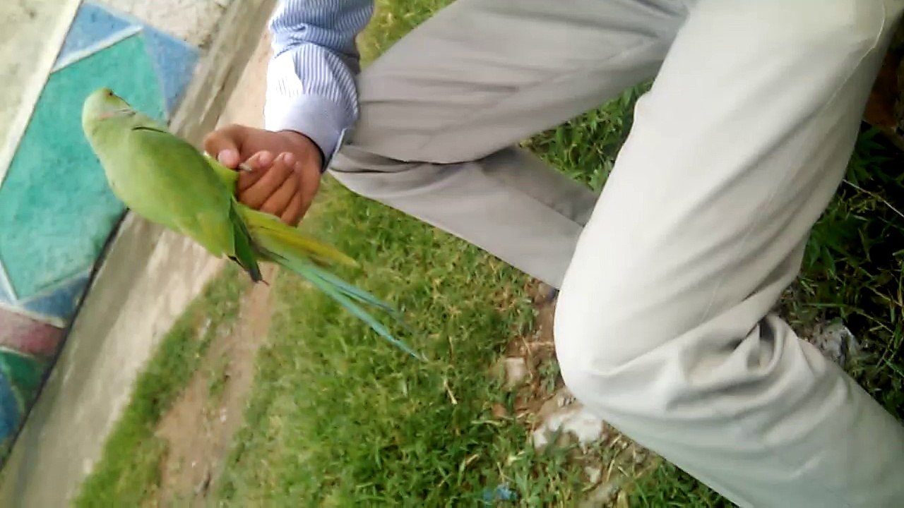 Funny Bird