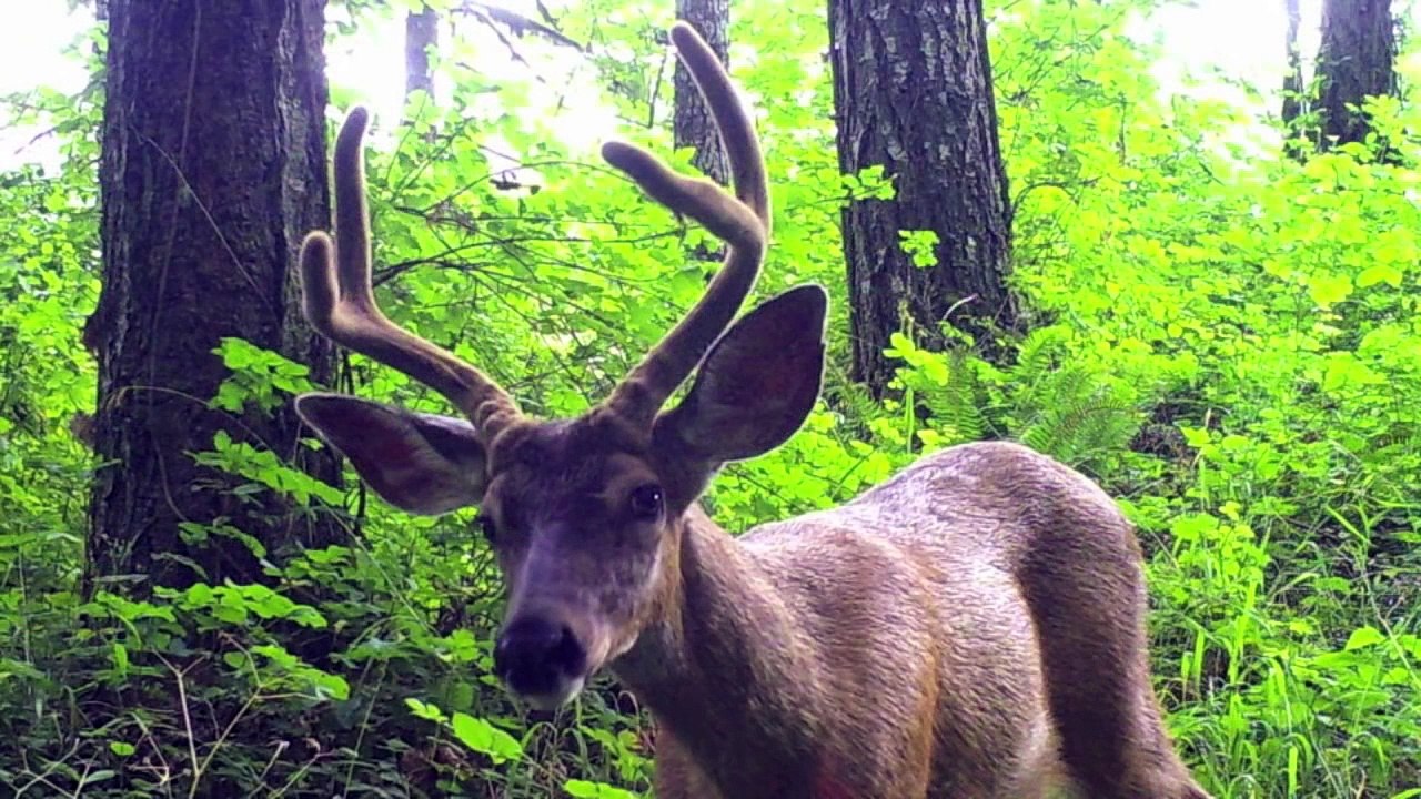 Deer hunting with an original civil war gun. P53 Enfield Rifled Musket.