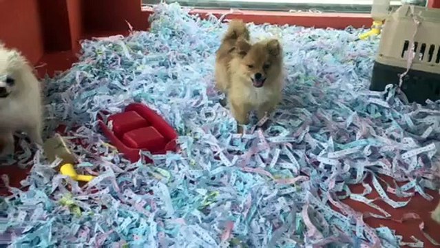 MALTESE TERRİER VE POMERANİAN YAVRULARI