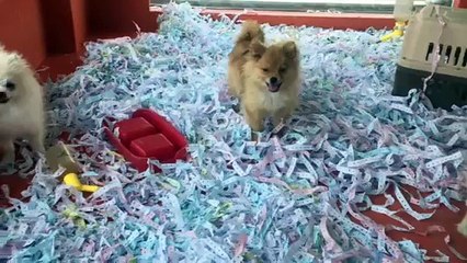 MALTESE TERRİER VE POMERANİAN YAVRULARI